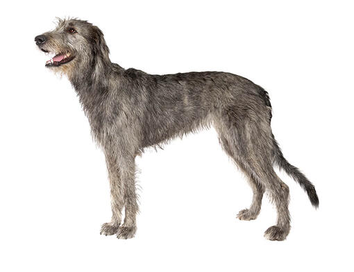Famous irish hot sale wolfhounds